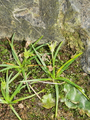 Colobanthus apetalus