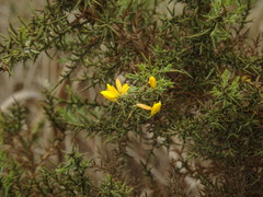 Ulex argenteus