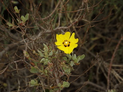 Cistus halimifolius