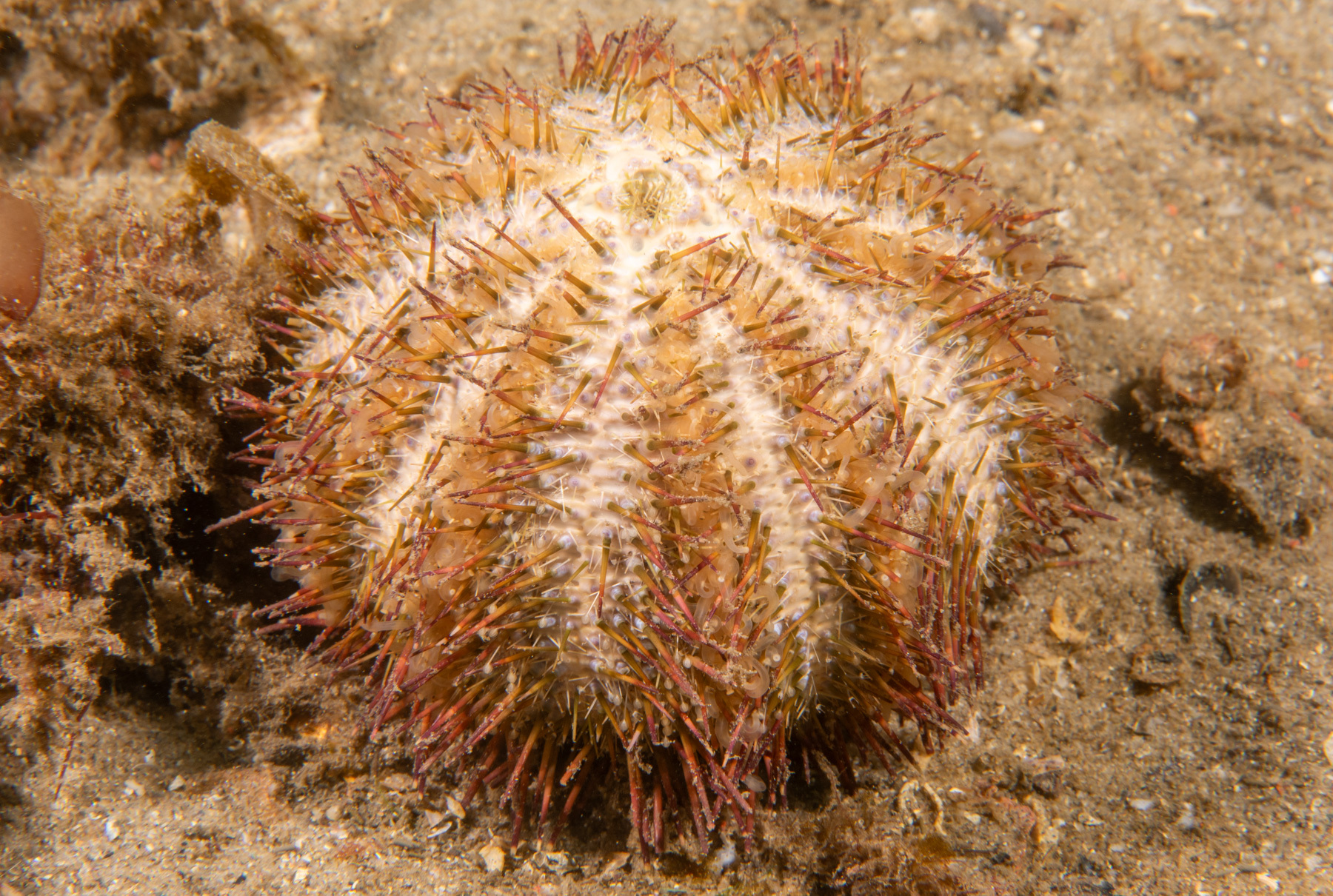 Temnopleurus alexandri