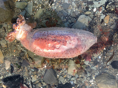 Cucumaria frondosa
