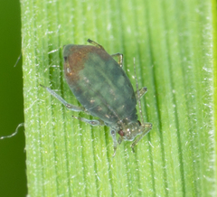Rhopalosiphum padi
