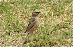 Pseudonigrita arnaudi