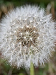 Taraxacum officinale