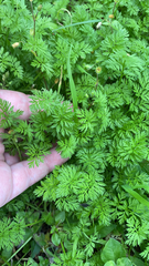 Torilis nodosa