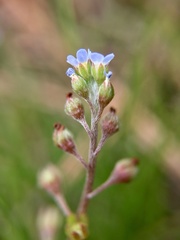 Trigonotis peduncularis