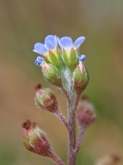Trigonotis peduncularis