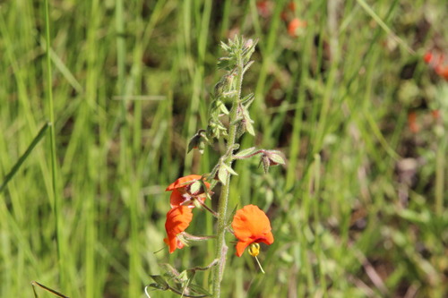 Mask Flower (Alonsoa meridionalis)