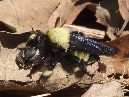 Unknown species found near Anderson County, TX, USA