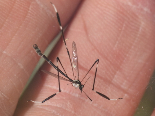 Unknown species found near Anderson County, TX, USA