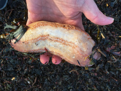 Cucumaria frondosa