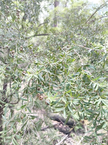 Tantoon (Leptospermum polygalifolium)