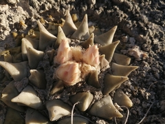 Ariocarpus retusus retusus