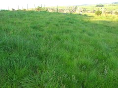 Aspalathus chortophila