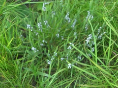 Aspalathus chortophila