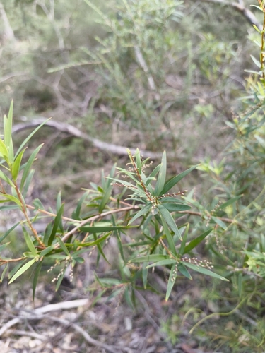 Lance Beard-heath (Leucopogon affinis)