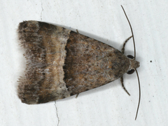 Pseudozarba orthopetes