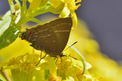 Parrhasius moctezuma