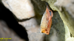 Myotis rufoniger