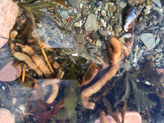 Alcyonidium pachydermatum