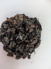 Nicrophorus nepalensis