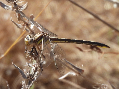 Oklahoma Clubtail photo 3