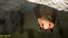 Myotis rufoniger
