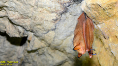 Myotis rufoniger