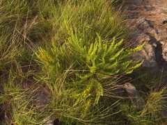 Aspalathus spinifera