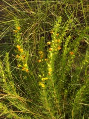 Aspalathus spinifera