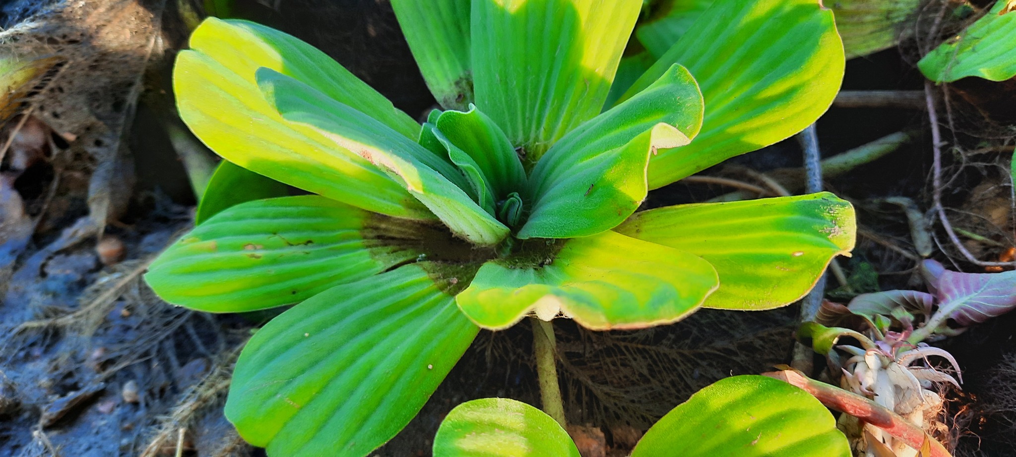 Pistia stratiotes