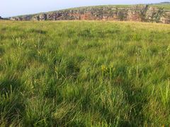 Aspalathus spinifera