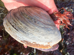 Mactromeris polynyma