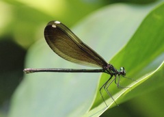 Calopteryx maculata