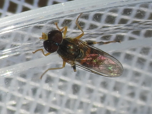 Unknown species found near Anderson County, TX, USA