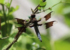 Plathemis lydia