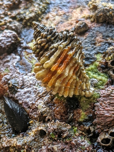 Paciocinebrina atropurpurea
