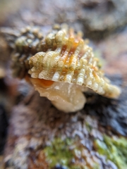 Paciocinebrina atropurpurea