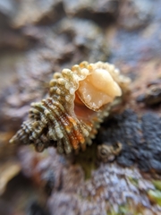 Paciocinebrina atropurpurea