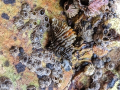 Paciocinebrina atropurpurea