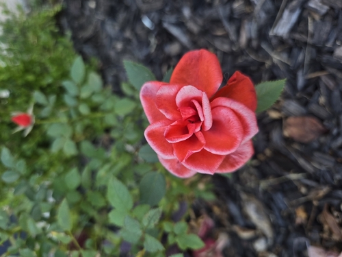 Camellia rusticana iNat (2)