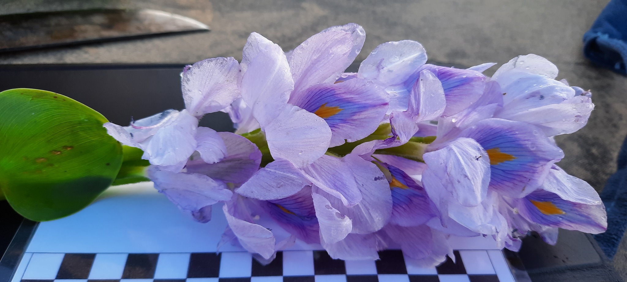Pontederia crassipes