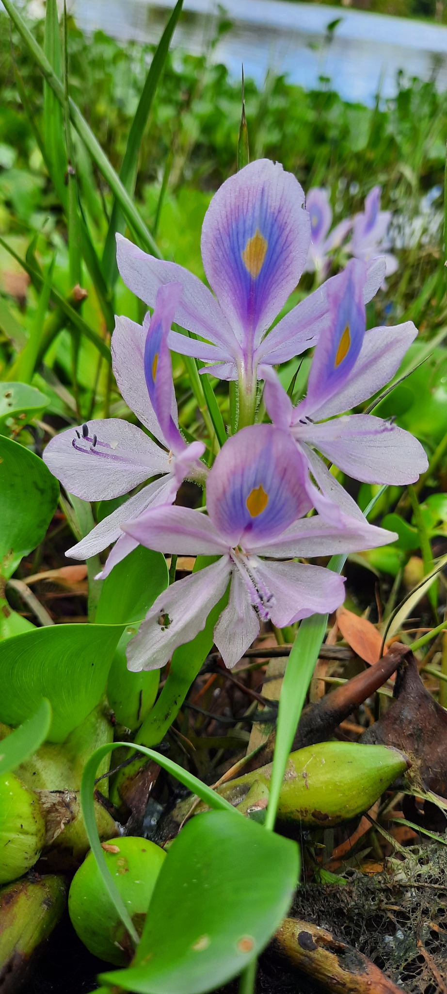 Pontederia crassipes