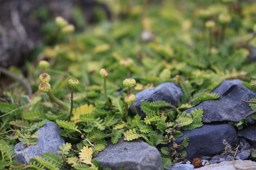 Leptinella scariosa, photograph 6