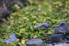 Leptinella scariosa, photograph author not stated, no rights reserved