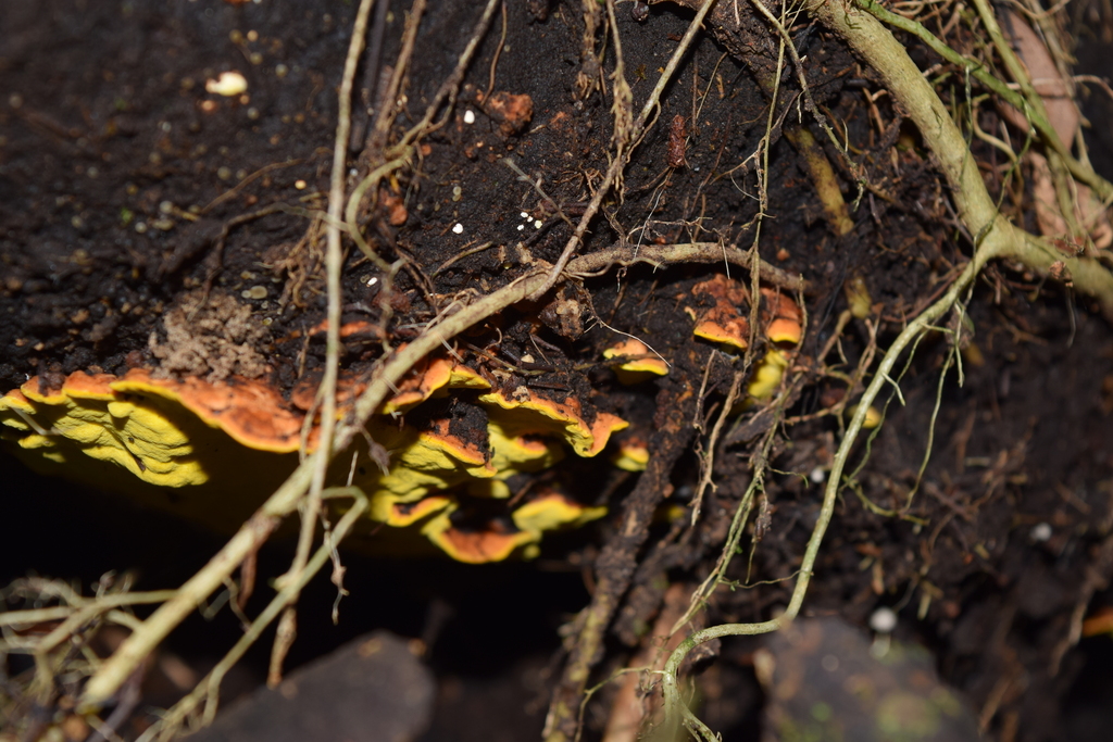 Flaviporus brownii · March 2026 · photo: © davidwhyte (iNaturalist, cc-by-sa)