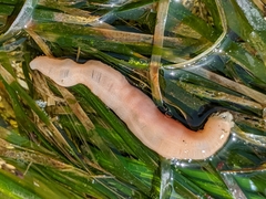 Leptosynapta