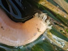 Leptosynapta