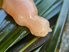 Leptosynapta