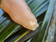 Leptosynapta